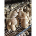 New Crop Fresh and Dry Ginger for UK